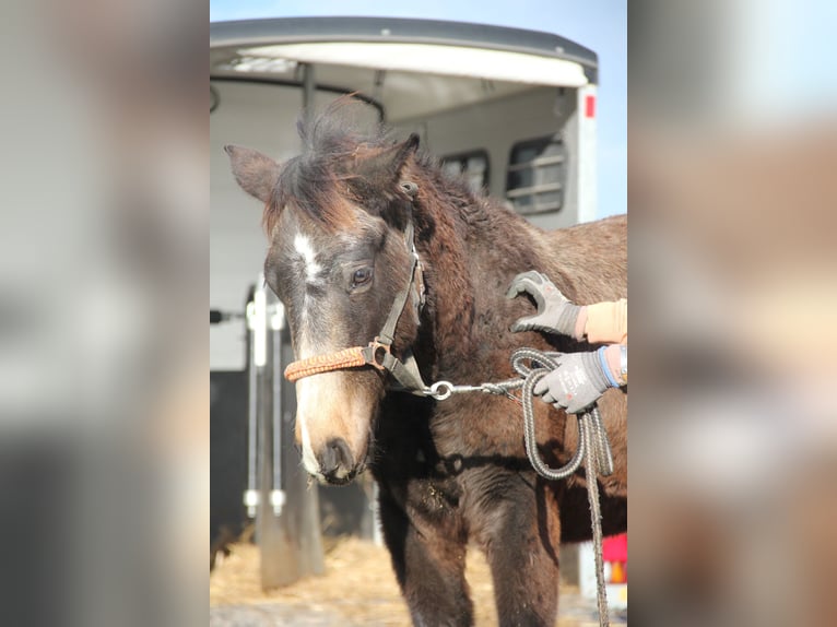 Connemara Mix Stallone 1 Anno 158 cm Falbo in Mudau