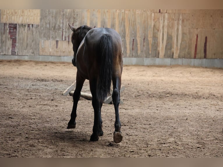 Connemara Mix Stallone 2 Anni 148 cm Può diventare grigio in Buchen Waldhausen