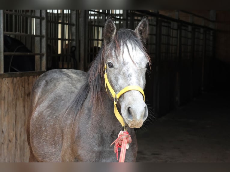 Connemara Mix Stallone 2 Anni 148 cm Può diventare grigio in Buchen Waldhausen