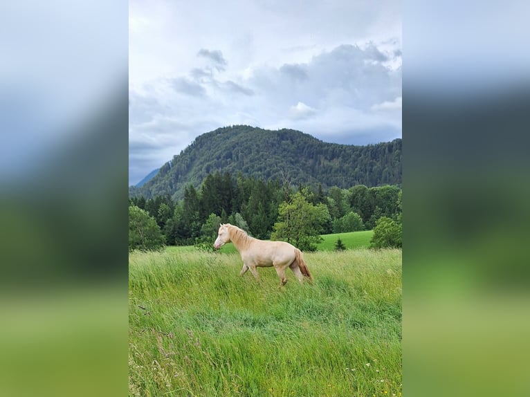 Connemara Stallone 2 Anni 150 cm Perlino in Ebenau