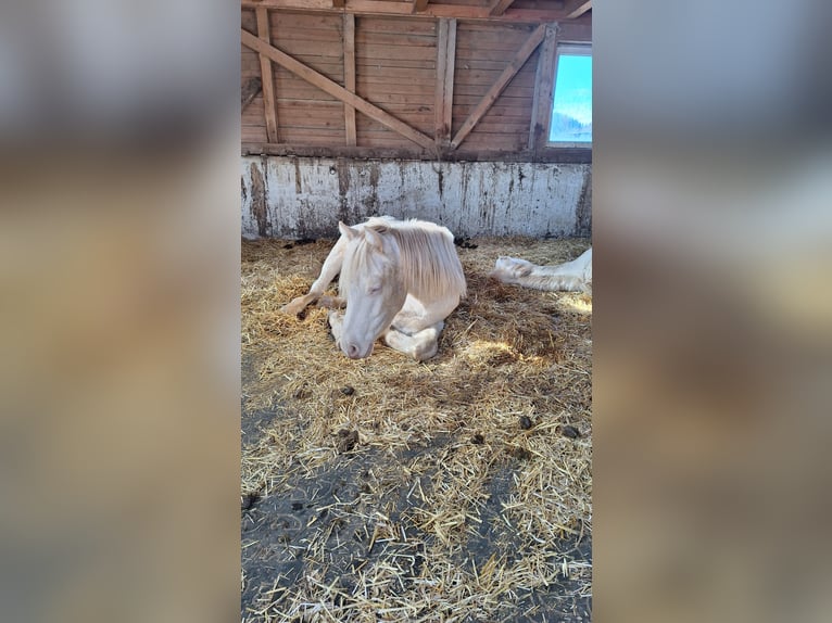 Connemara Stallone 2 Anni 150 cm Perlino in Ebenau