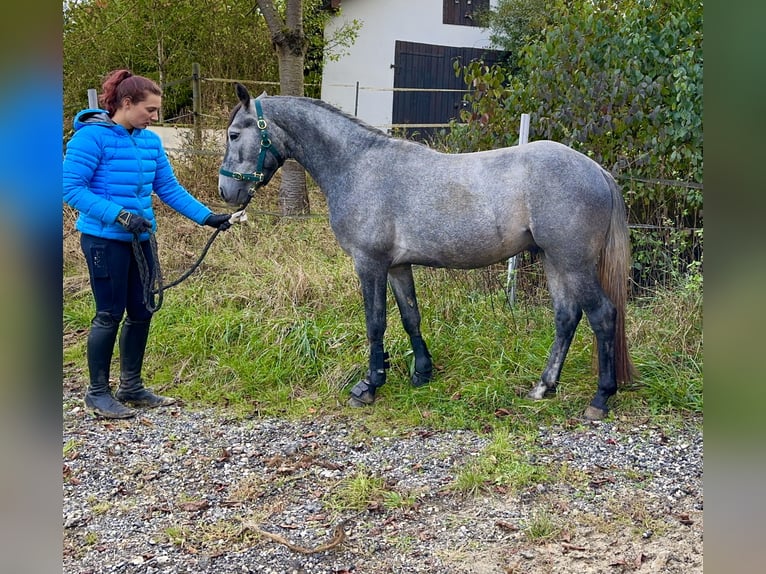 Connemara Stallone 4 Anni 147 cm Grigio ferro in Lisberg