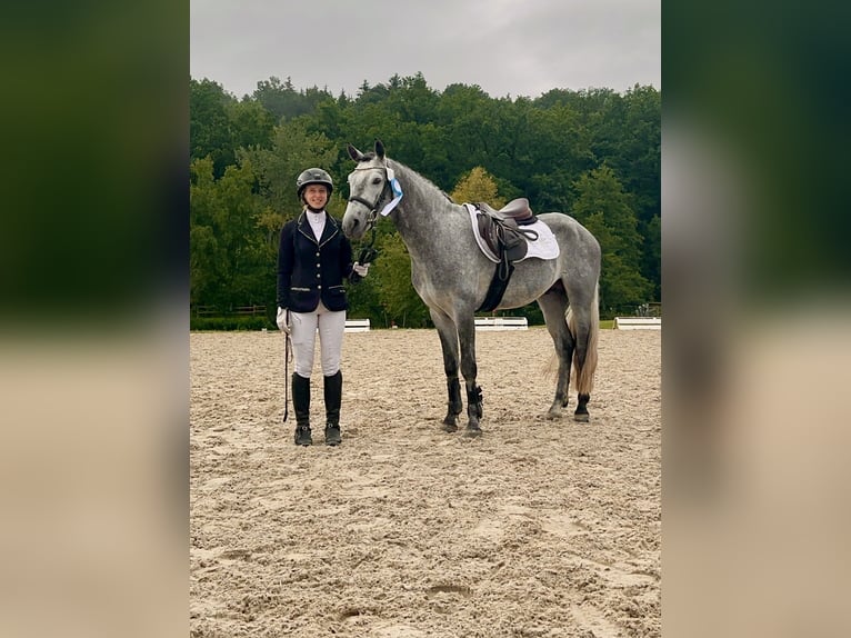Connemara Stallone 4 Anni 147 cm Grigio ferro in Lisberg