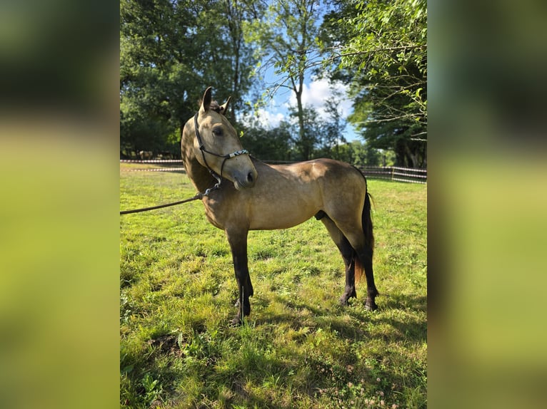 Connemara Stallone 4 Anni 147 cm Pelle di daino in Saint-Amand-en-Puisaye