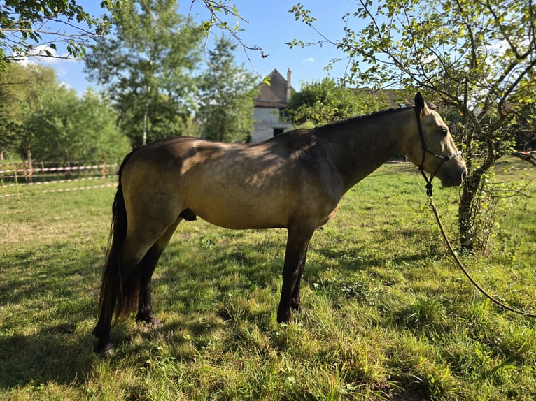 Connemara Stallone 4 Anni 147 cm Pelle di daino in Saint-Amand-en-Puisaye