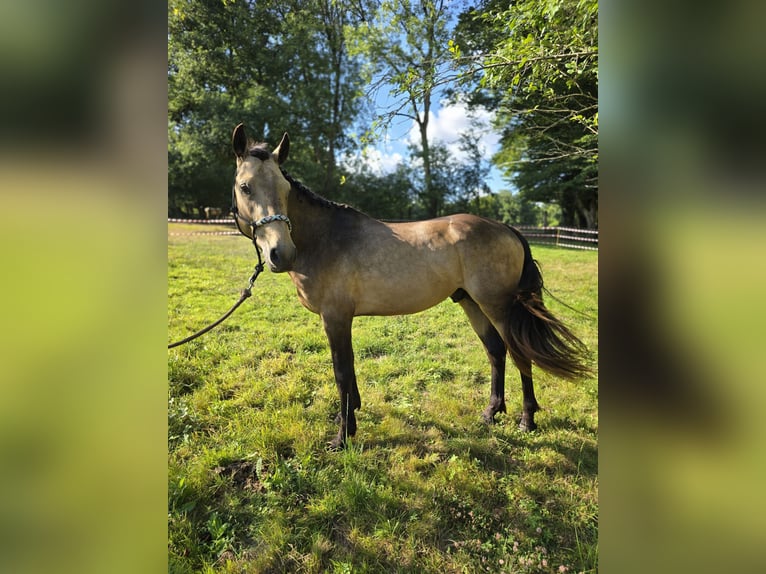 Connemara Stallone 4 Anni 147 cm Pelle di daino in Saint-Amand-en-Puisaye