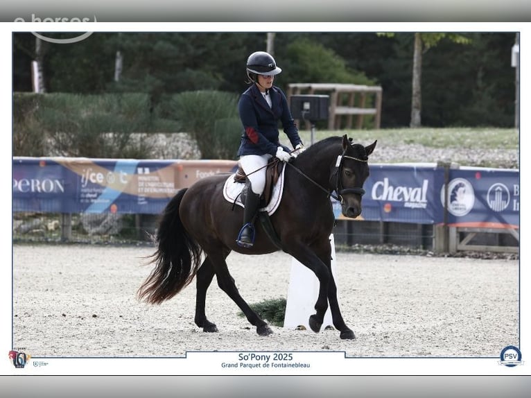 Connemara Stallone 5 Anni 139 cm Falbo in Saint-Sauveur