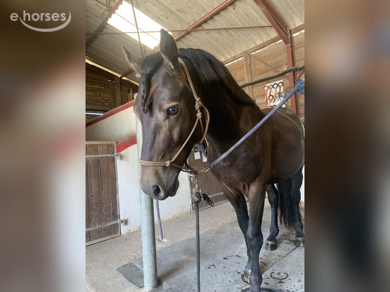 Connemara Stallone 5 Anni 139 cm Falbo in Saint-Sauveur