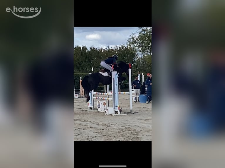 Connemara Stallone 5 Anni 139 cm Falbo in Saint-Sauveur