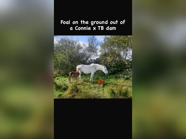 Connemara Stallone 5 Anni 147 cm Baio in Sligo