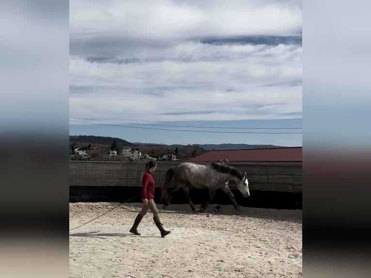 Connemara Mix Stallone 5 Anni 153 cm Grigio pezzato in Steinen