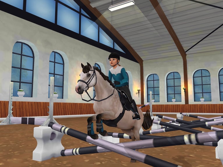 Connemara Stallone 5 Anni 155 cm Grigio pezzato in Löberitz