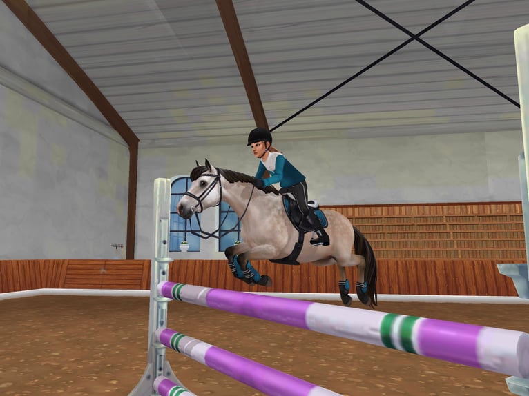 Connemara Stallone 5 Anni 155 cm Grigio pezzato in Löberitz