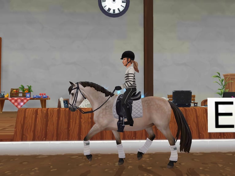 Connemara Stallone 5 Anni 155 cm Grigio pezzato in Löberitz