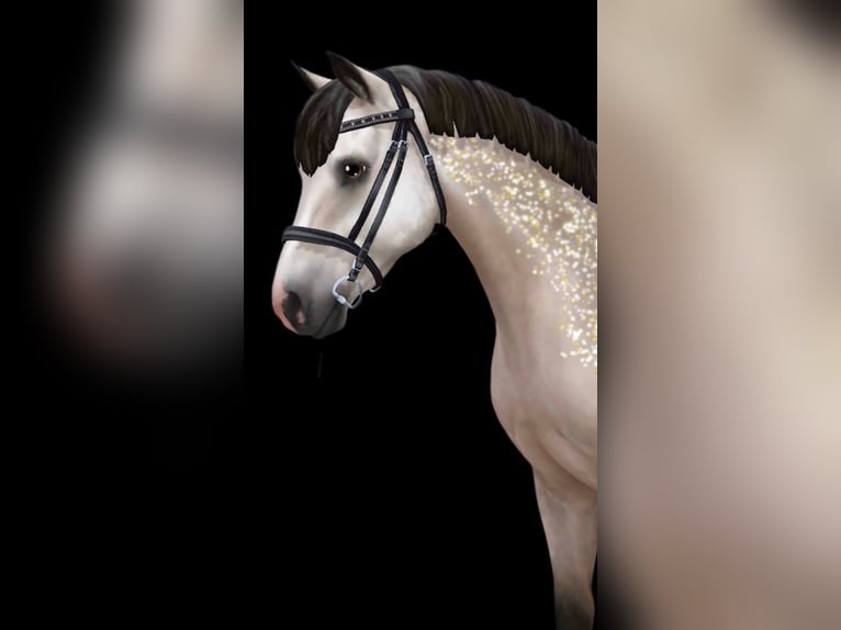 Connemara Stallone 5 Anni 155 cm Grigio pezzato in Löberitz