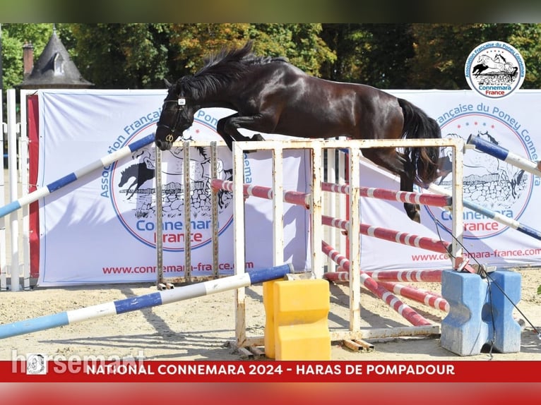 Connemara Stallone 5 Anni Morello in Southwest