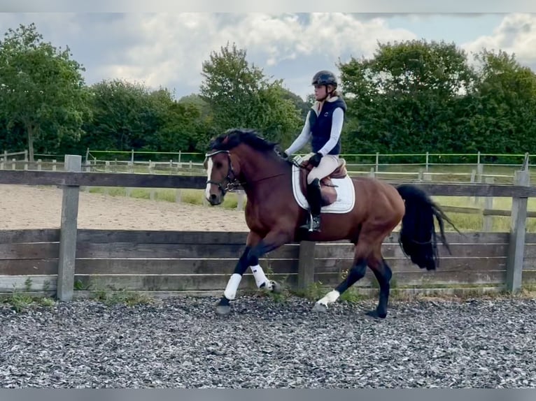 Connemara Stallone 6 Anni 145 cm Baio in Osdorf