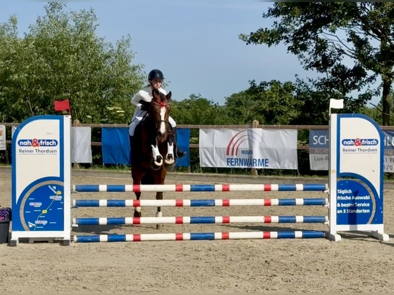 Connemara Stallone 6 Anni 145 cm Baio in Osdorf