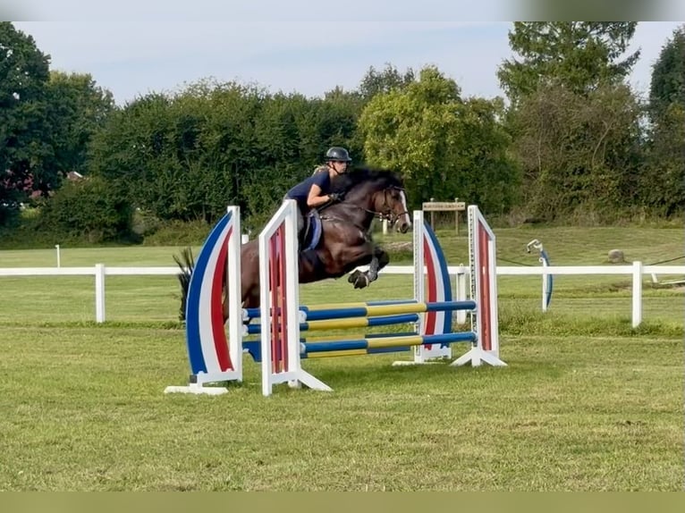 Connemara Stallone 6 Anni 145 cm Baio in Osdorf