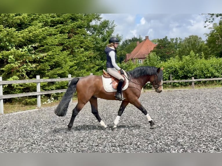 Connemara Stallone 6 Anni 145 cm Baio in Osdorf