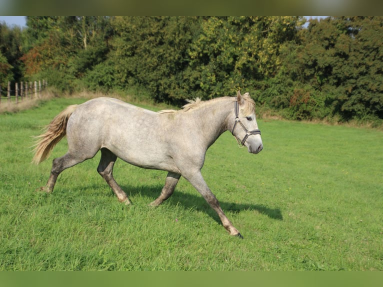 Connemara Stallone 8 Anni 146 cm Grigio pezzato in FORGES LES EAUX