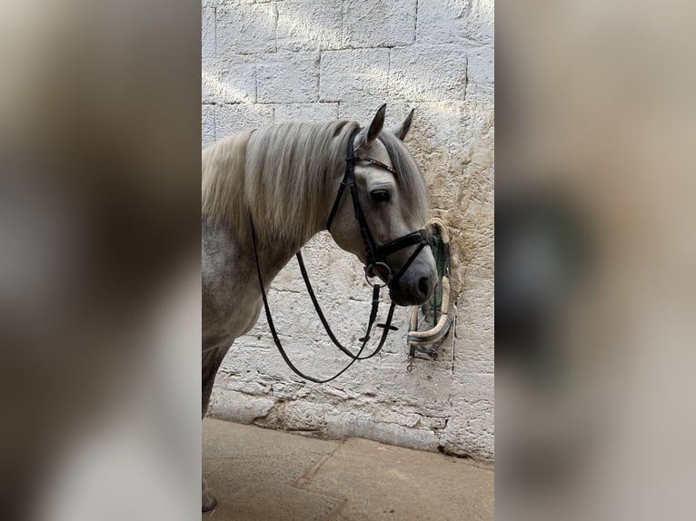 Connemara Stallone 9 Anni 144 cm Grigio in Eckersdorf