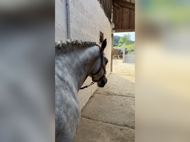 Connemara Stallone 9 Anni 144 cm Grigio in Eckersdorf