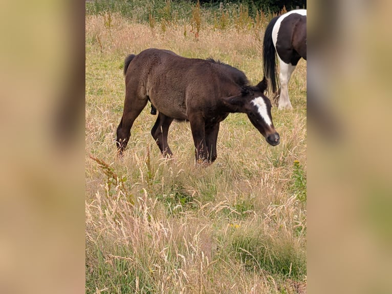 Connemara Mix Stallone Puledri (05/2026) 142 cm Grigio in lancashire