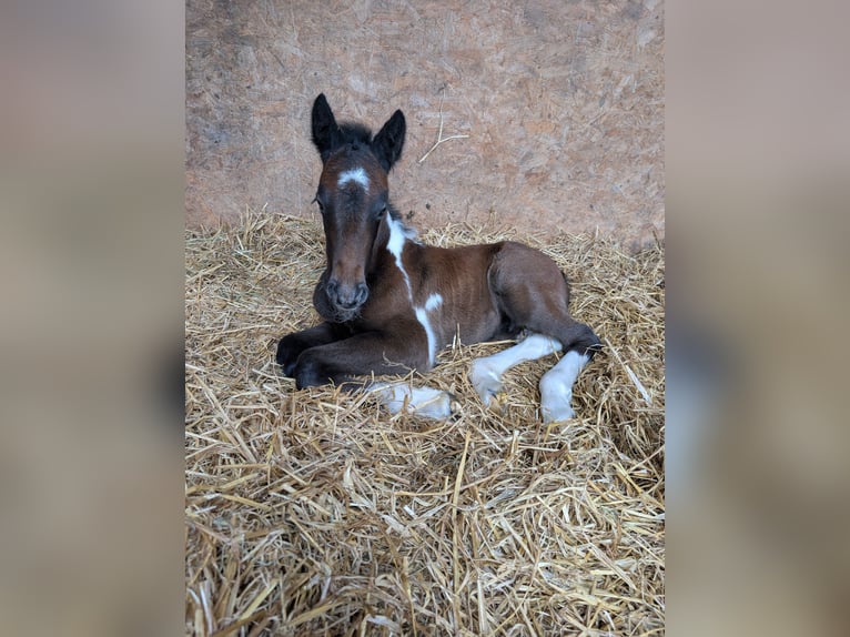 Connemara Mix Stallone Puledri (05/2026) 142 cm Leardo in lancashire