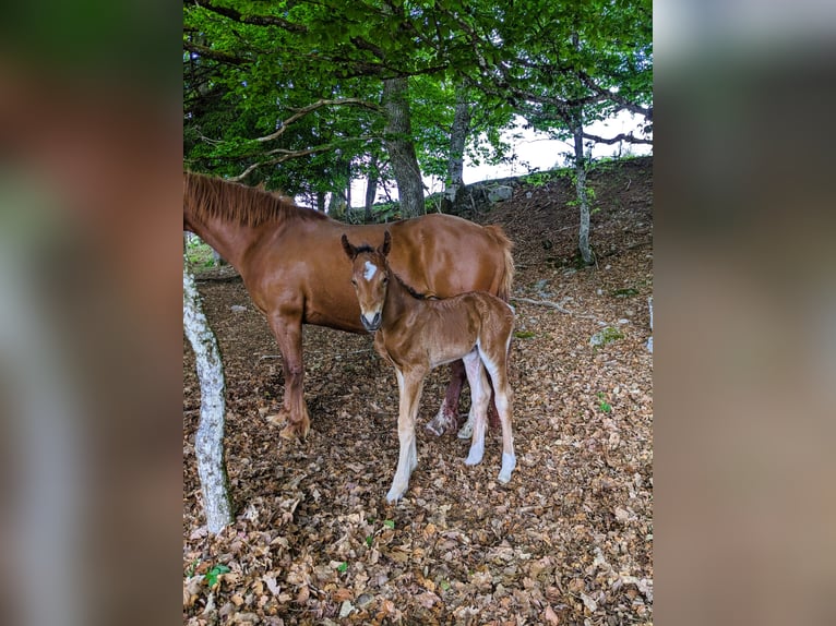 Connemara Stallone  145 cm Baio in Dachsberg