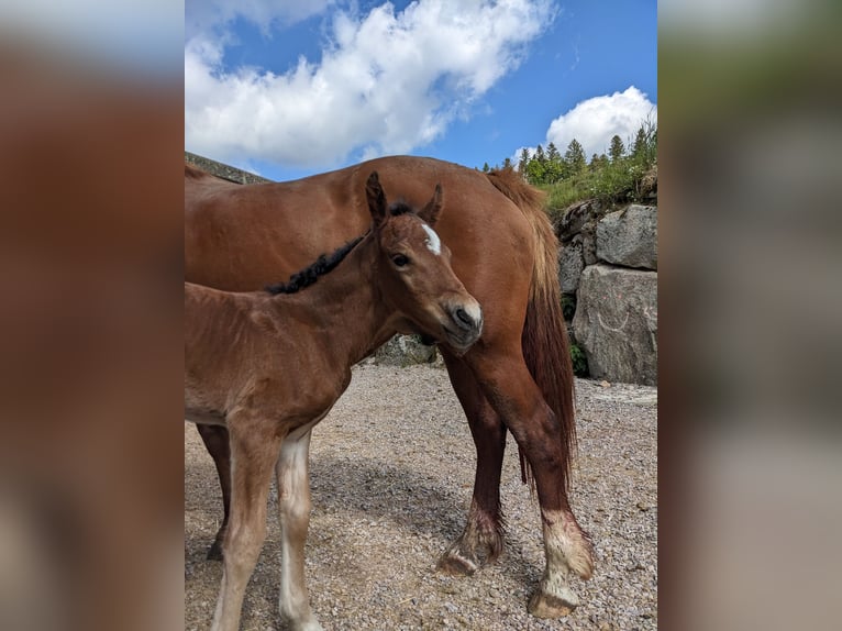 Connemara Stallone  145 cm Baio in Dachsberg