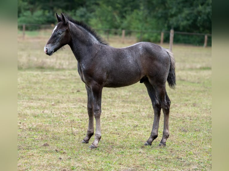 Connemara Stallone Puledri (06/2026) 146 cm Grigio in Lochem