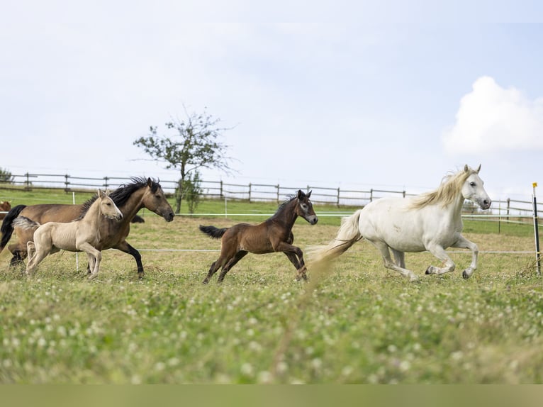 Connemara Stallone Puledri (04/2024) 148 cm Grigio in Heidenrod