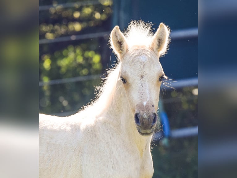 Connemara Stallone Puledri (05/2026) 148 cm Palomino in Schondra
