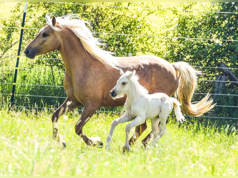 Connemara Stallone Puledri (05/2026) 148 cm Palomino in Schondra