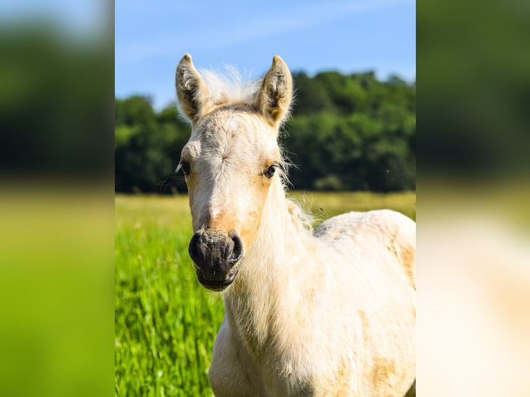 Connemara Stallone Puledri (05/2026) 148 cm Palomino in Schondra