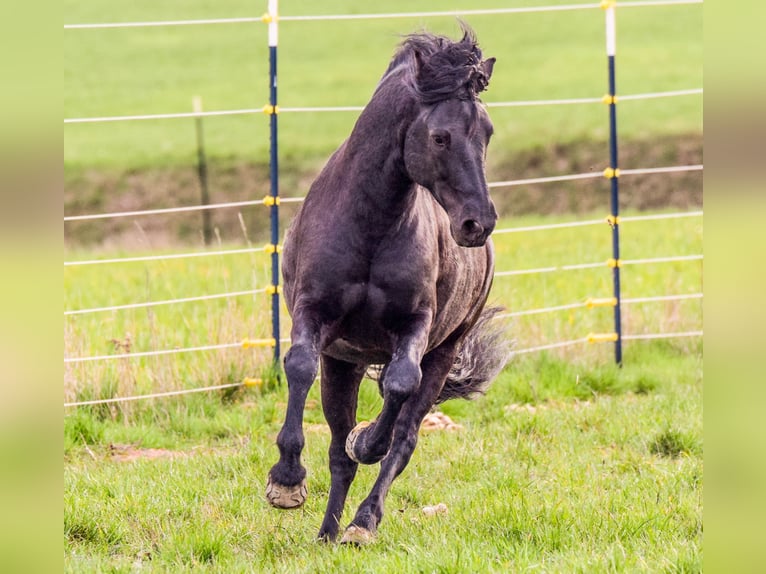 Connemara Stallone Puledri (05/2026) 148 cm Palomino in Schondra