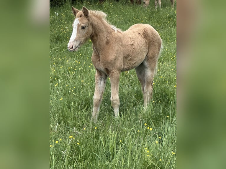 Connemara Mix Stallone Puledri (03/2026) 148 cm Palomino in Waldbrunn