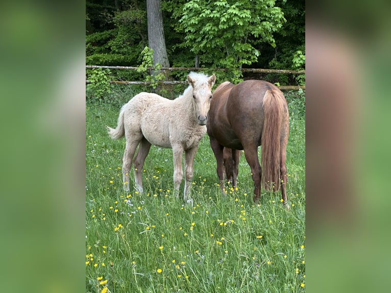 Connemara Mix Stallone Puledri (03/2026) 148 cm Palomino in Waldbrunn