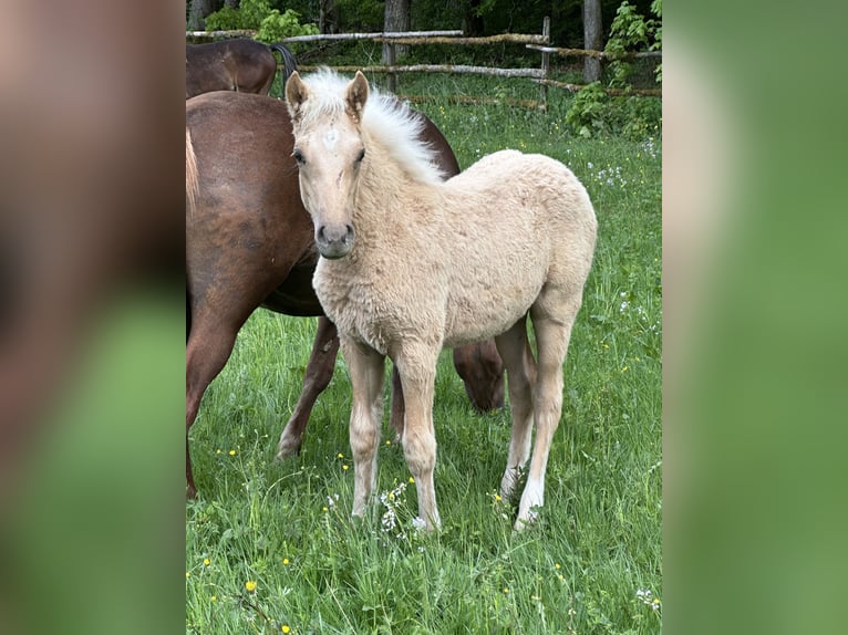 Connemara Mix Stallone Puledri (03/2026) 148 cm Palomino in Waldbrunn