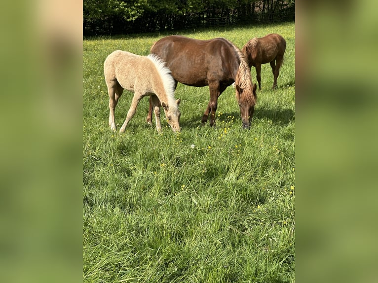 Connemara Mix Stallone Puledri (03/2026) 148 cm Palomino in Waldbrunn