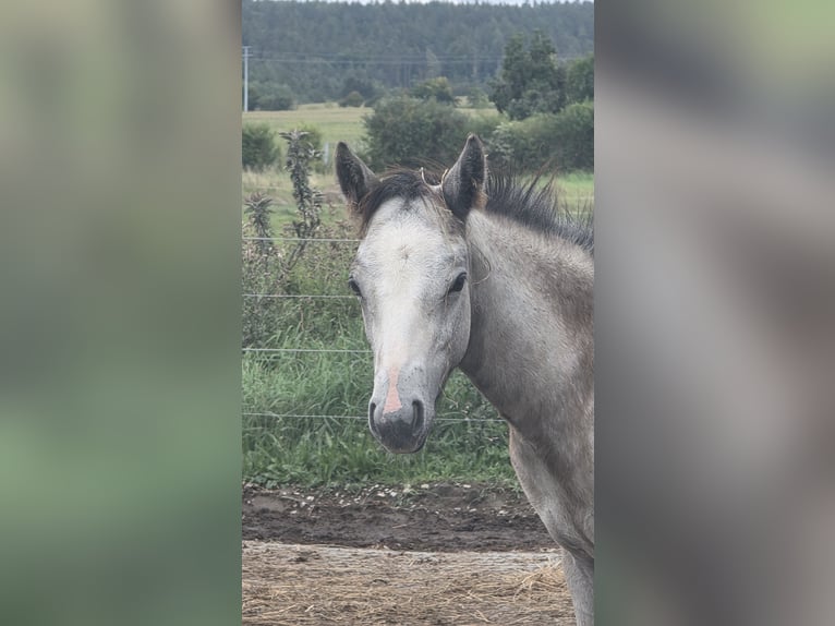 Connemara Stallone Puledri (05/2025) 155 cm Grigio in Ilmenau