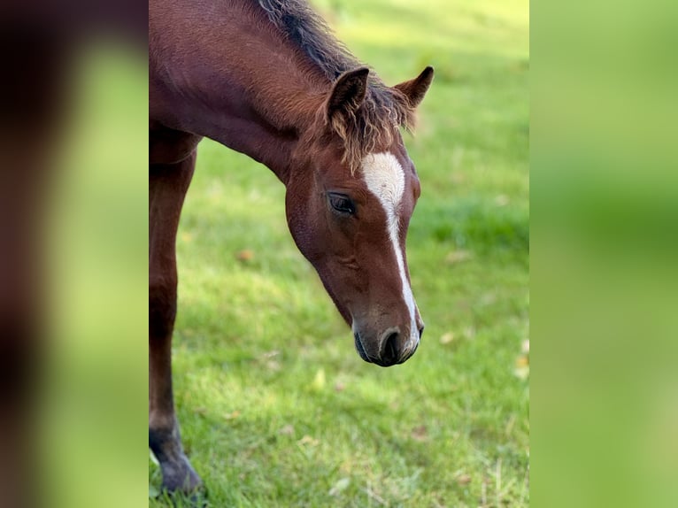 Connemara Stallone Puledri (05/2025) Baio chiaro in Osdorf