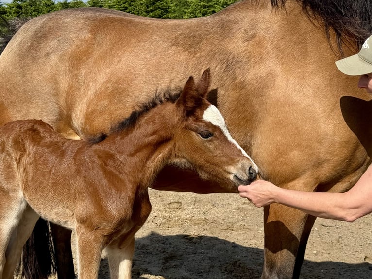 Connemara Stallone Puledri (05/2025) Baio chiaro in Osdorf