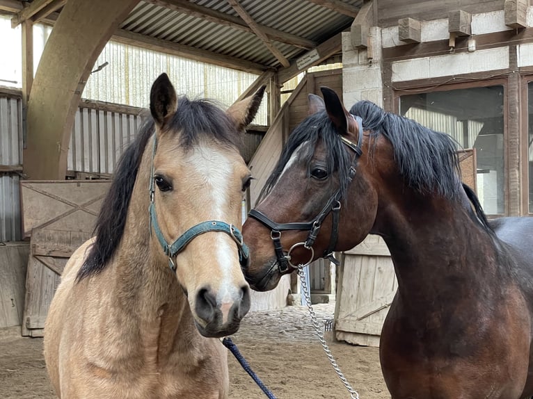 Connemara Stallone Puledri (05/2025) Baio chiaro in Osdorf