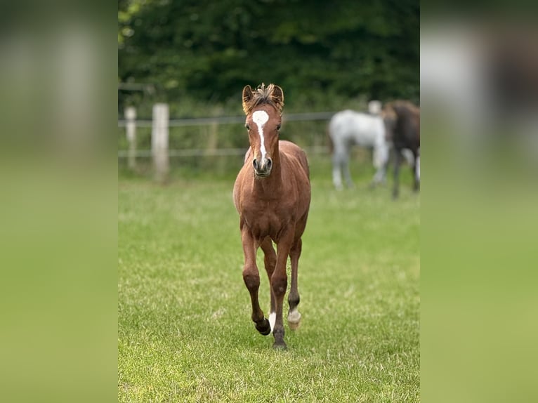 Connemara Stallone Puledri (05/2025) Baio chiaro in Osdorf