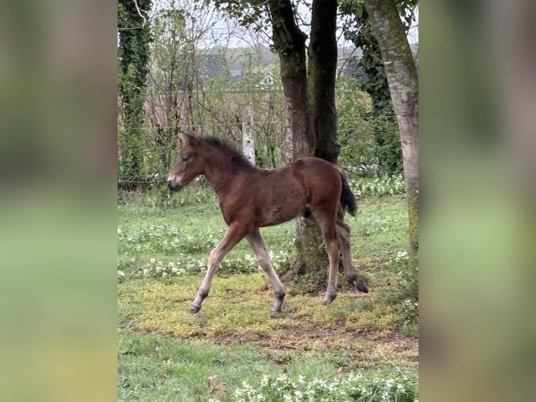 Connemara Stallone  Baio nero in Goch