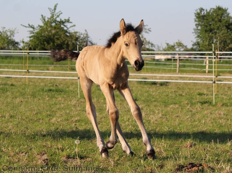 Connemara Stallone  Falbo in Troyes