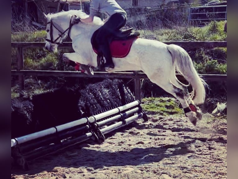 Connemara Sto 11 år 145 cm Grå in Les Ageux