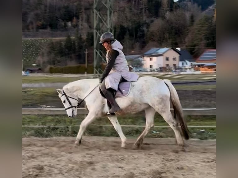 Connemara Sto 11 år 148 cm Grå-flugskimmel in Sankt Stefan ob Leoben